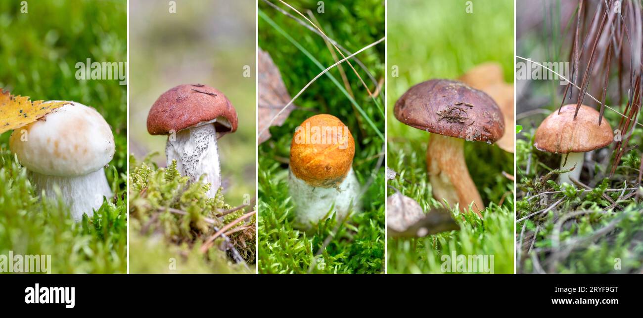 Collage von variablen essbaren Pilzen im Wald Stockfoto