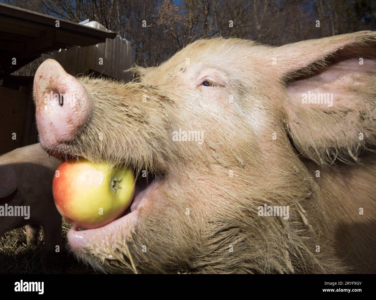 Fütterung von Schweinen auf einem Bauernhof Stockfoto