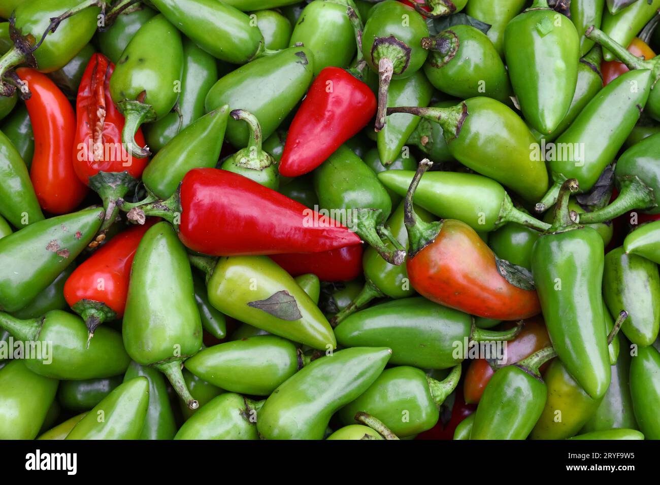 Grüne, heiße Jalapeno-Chili-Paprika Stockfoto