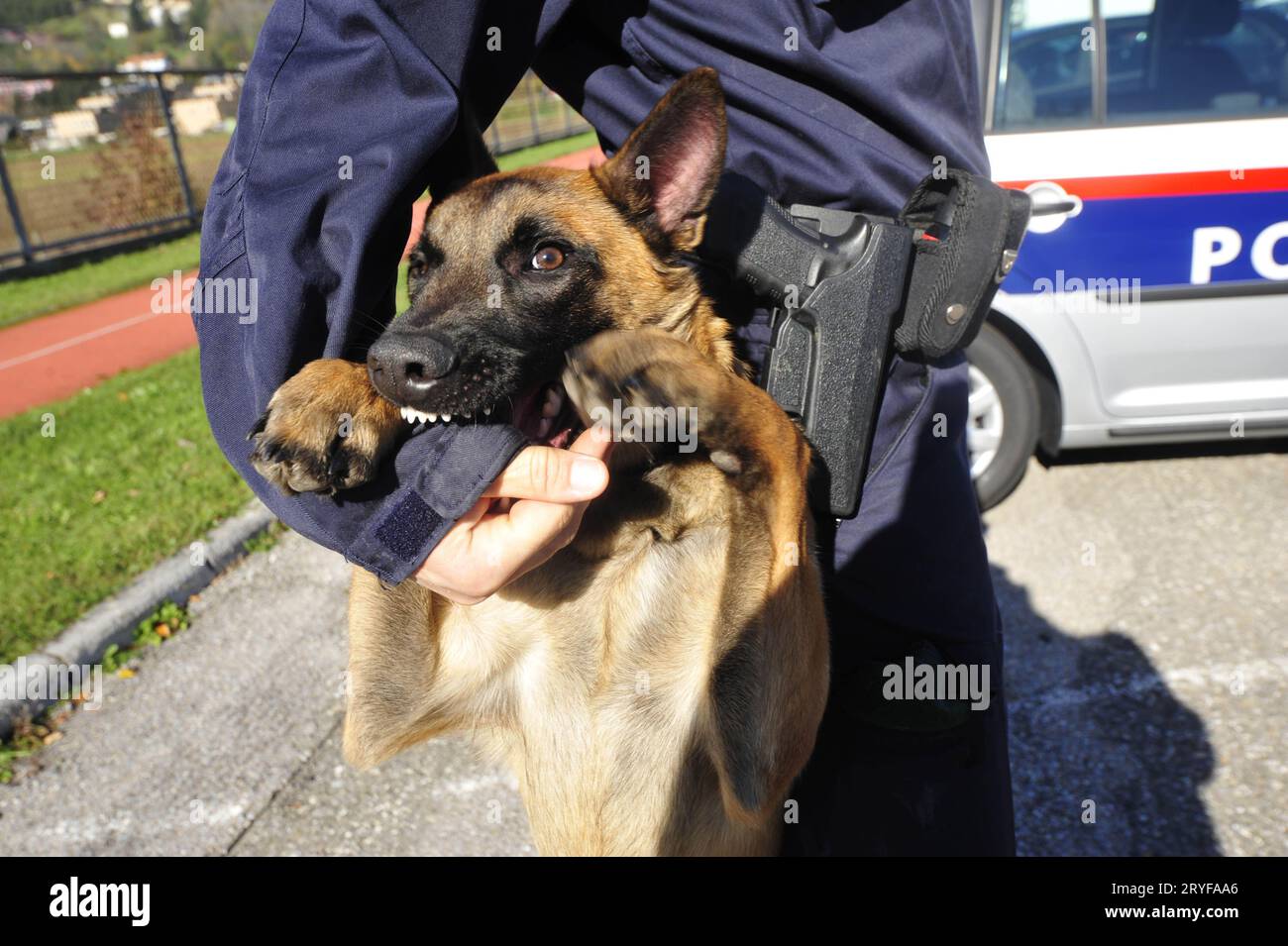 Ein ausgebildeter Polizeihund oder eine K-9-Einheit Stockfoto