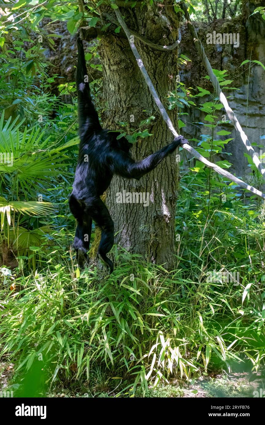 Woodland Park Zoo, Seattle, Washington, USA. Männlicher Brüllaffe, der aus einer Rebe schwingt. Stockfoto