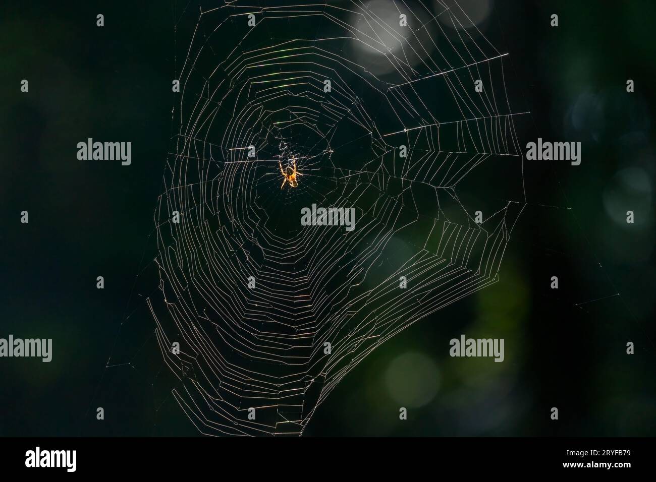 Issaquah, Washington, USA. Kreuzspinne in der Mitte ihres Spinnennetzes. Stockfoto