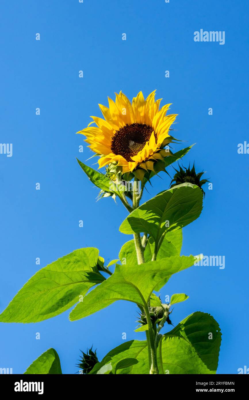Issaquah, Washington, USA. Gewöhnliche Sonnenblume vor blauem Himmel. Stockfoto