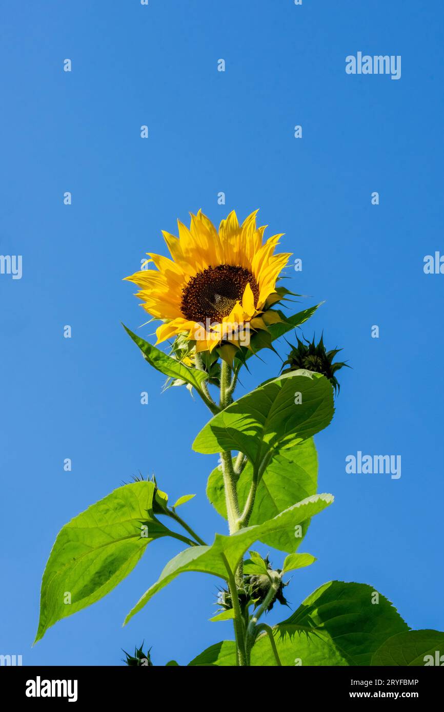 Issaquah, Washington, USA. Gewöhnliche Sonnenblume vor blauem Himmel. Stockfoto
