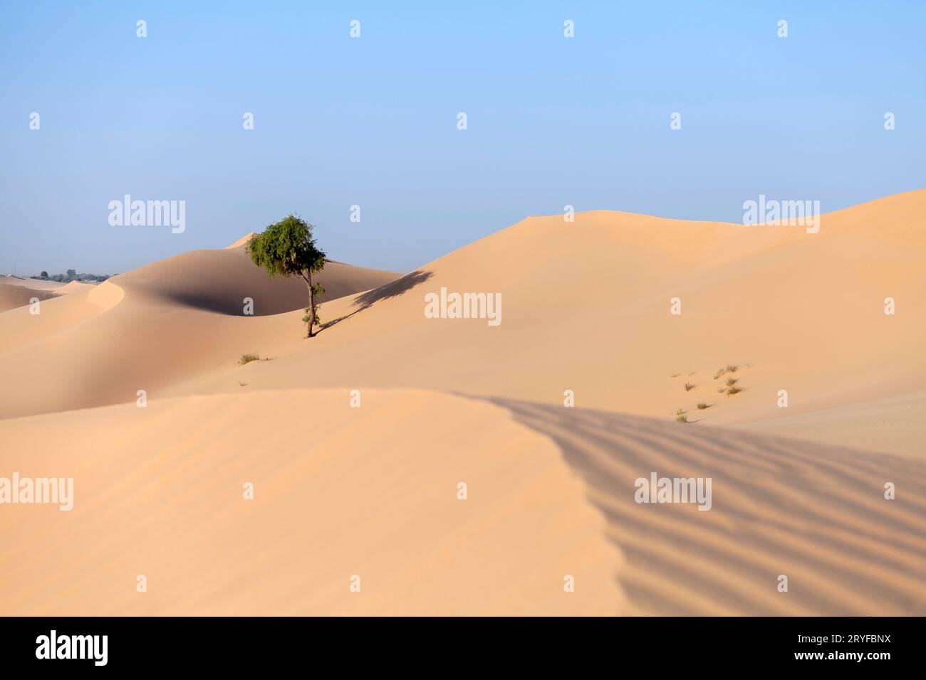 Einsamer Baum in der Wüste der VAE, versteckt in den Sanddünen Stockfoto