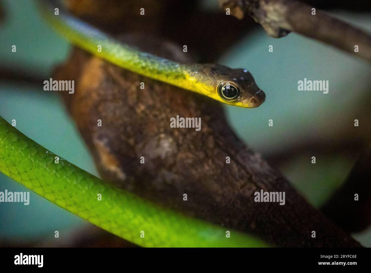 Smooth Greensnake Nahaufnahme Porträt native Habitat Amazon Stockfoto