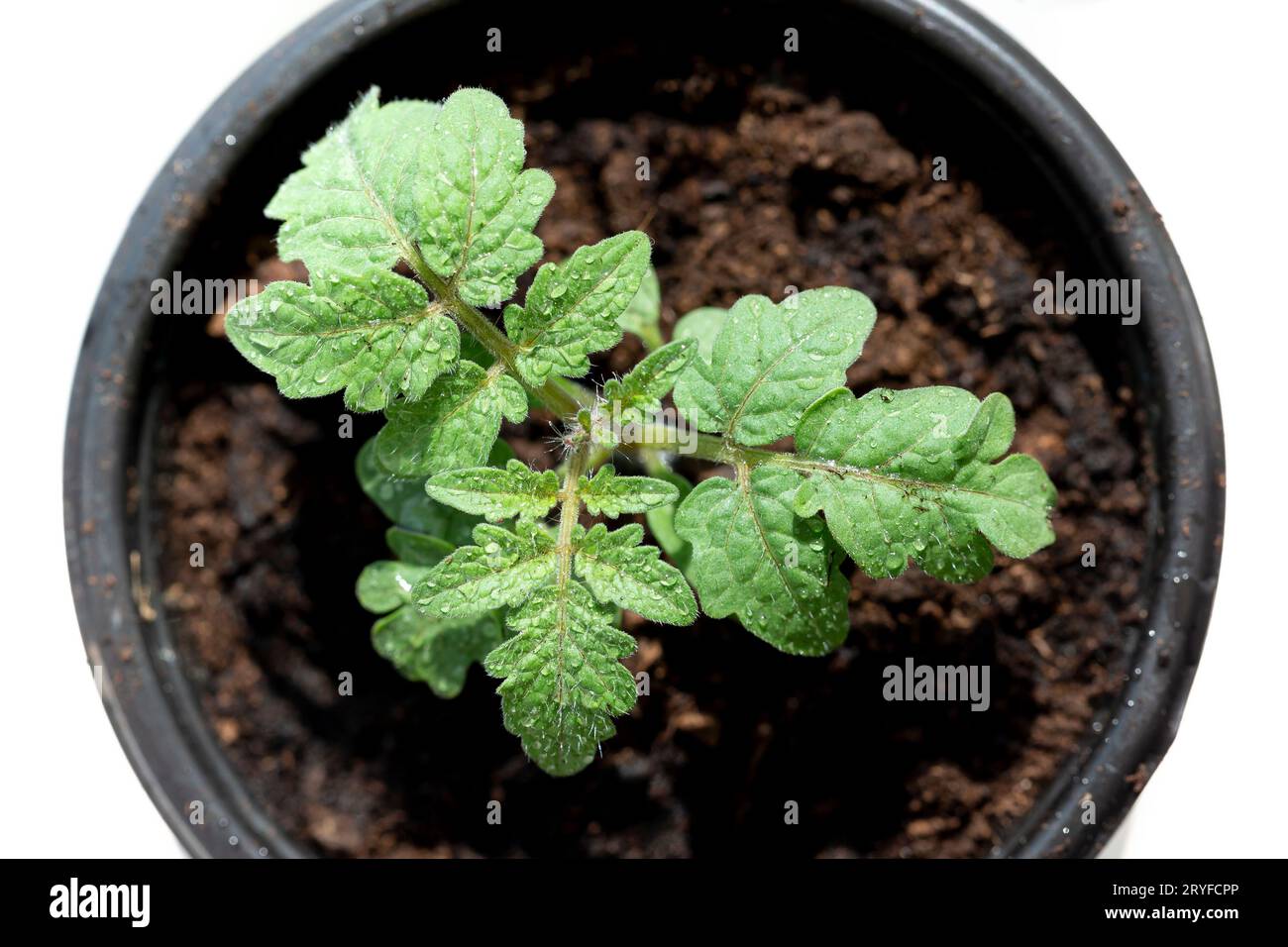 Kirschtomaten kleiner Busch, Draufsicht. Das Konzept der Gemüseanbau zu Hause, gesunde Ernährung, Bio-Produkte. Stockfoto