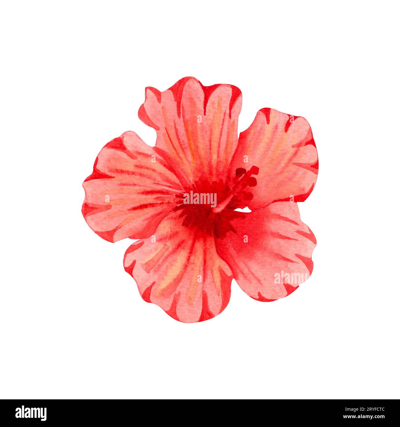 Aquarellillustration der Blume des roten Hibiskus. Handgezeichnete exotische tropische Pflanze isoliert auf weißem Hintergrund. Roter Hibiskus Stockfoto