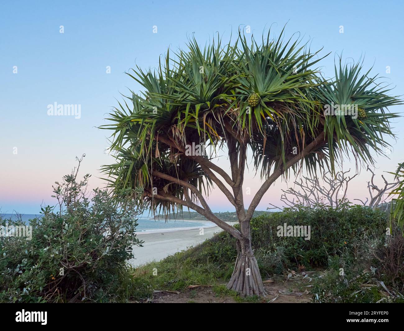 Pandanus Palm vor einem pastellfarbenen Himmel. Auf den Sandunen hinter dem Strand auf North Stradbroke Island, Strand im Hintergrund. Stockfoto