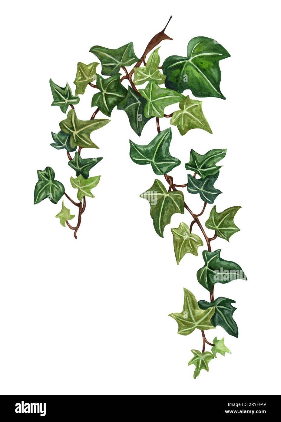 Aquarell botanischen Efeu Illustration. Handbemalter grüner Efeu, weißer Hintergrund. Stockfoto Aquarell botanischen Efeu Illustration. Handbemalter grüner Efeu, weißer Hintergrund. Stockfoto