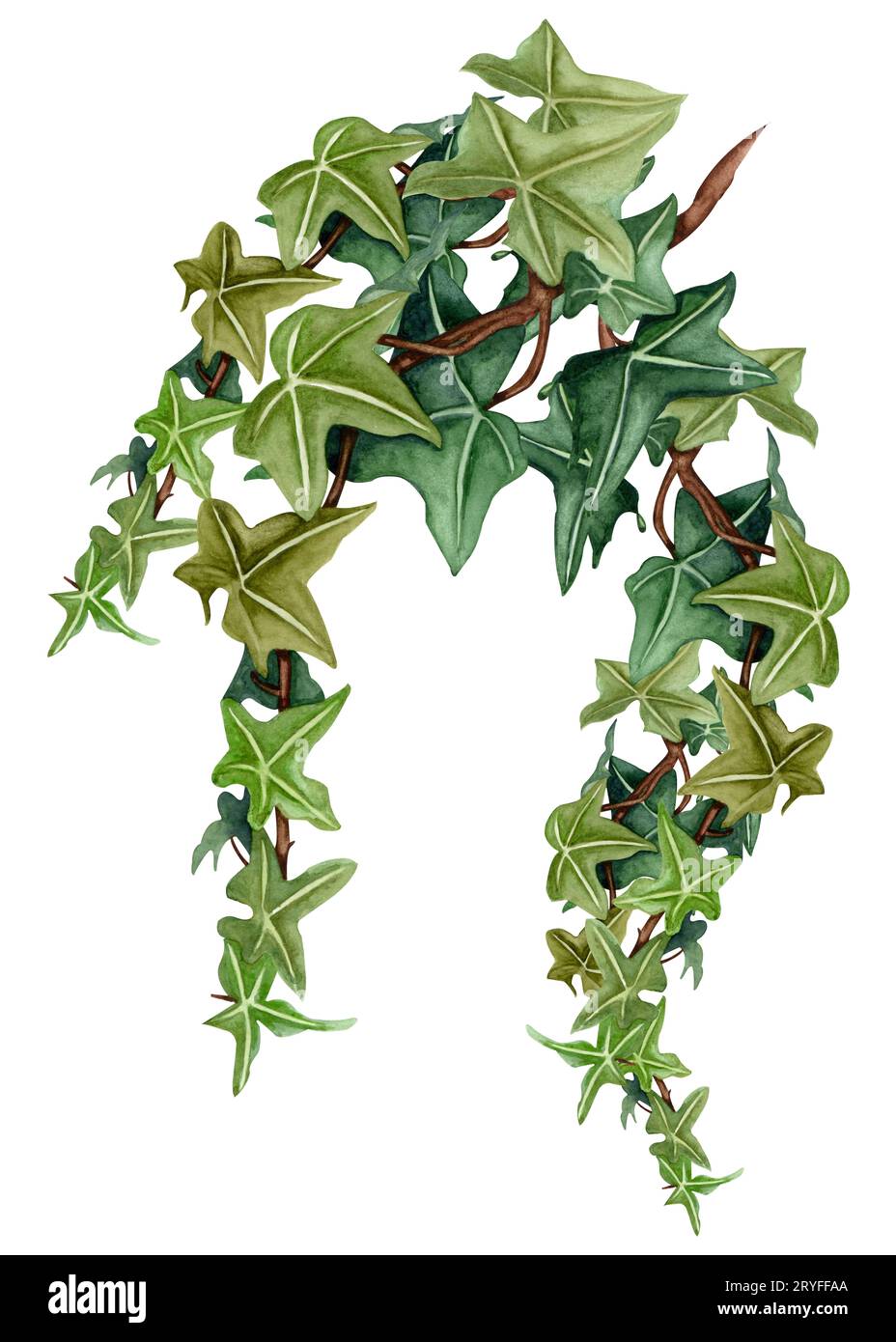 Aquarell botanischen Efeu Illustration. Handbemalter grüner Efeu, weißer Hintergrund. Stockfoto Aquarell botanischen Efeu Illustration. Handbemalter grüner Efeu, weißer Hintergrund. Stockfoto