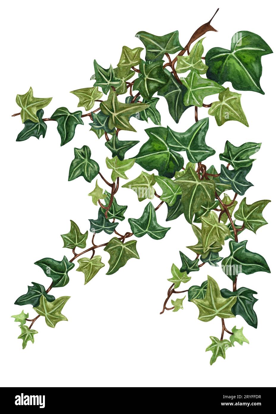 Aquarell botanischen Efeu Illustration. Handbemalter grüner Efeu, weißer Hintergrund. Stockfoto Aquarell botanischen Efeu Illustration. Handbemalter grüner Efeu, weißer Hintergrund. Stockfoto