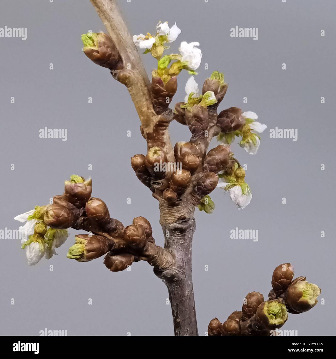 Kirschbaum Blüte im Frühjahr Stockfoto