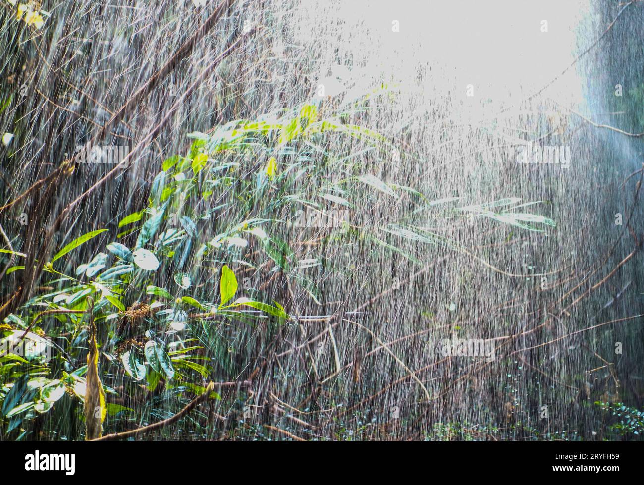 Regen als Lebenskraft für Pflanzen Stockfoto