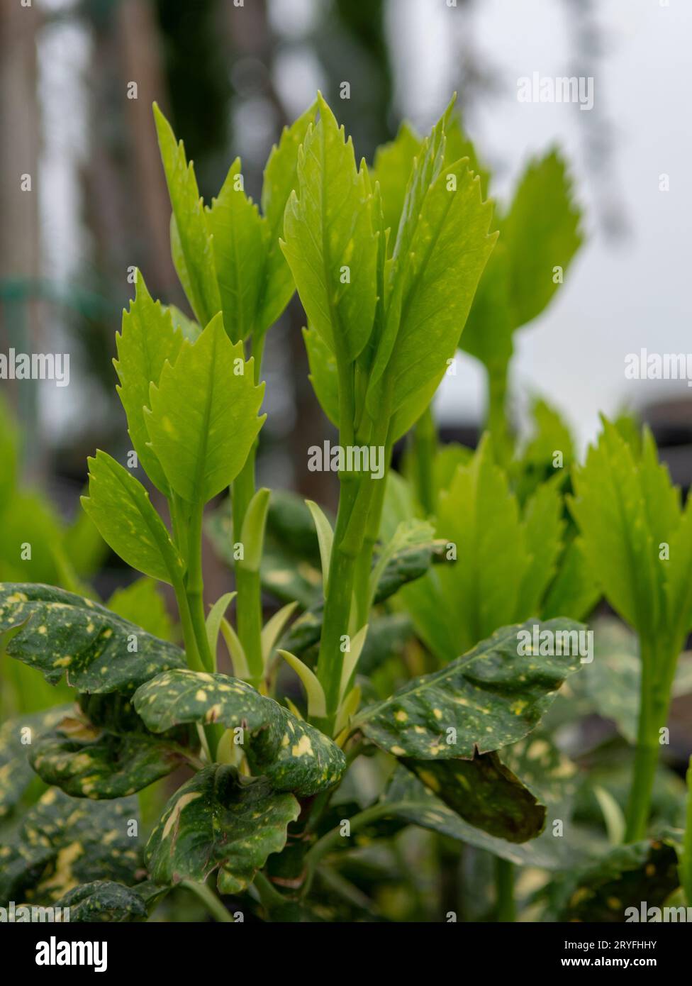 Grüne Blätter von Aucuba japonica im frühen Frühjahr. Junge Sprossen von Spotted Lorbeer, Japanese Lorbeer oder Goldstaub Pflanze. Stockfoto