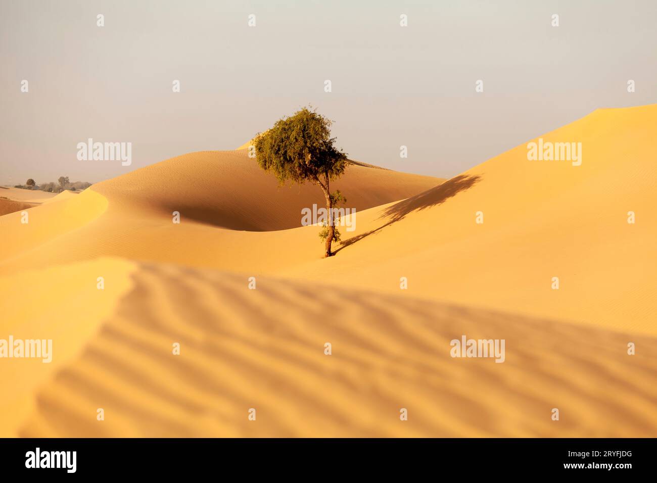 Ein einziger Baum in der Wüste in den VAE versteckt in den Sanddünen Stockfoto