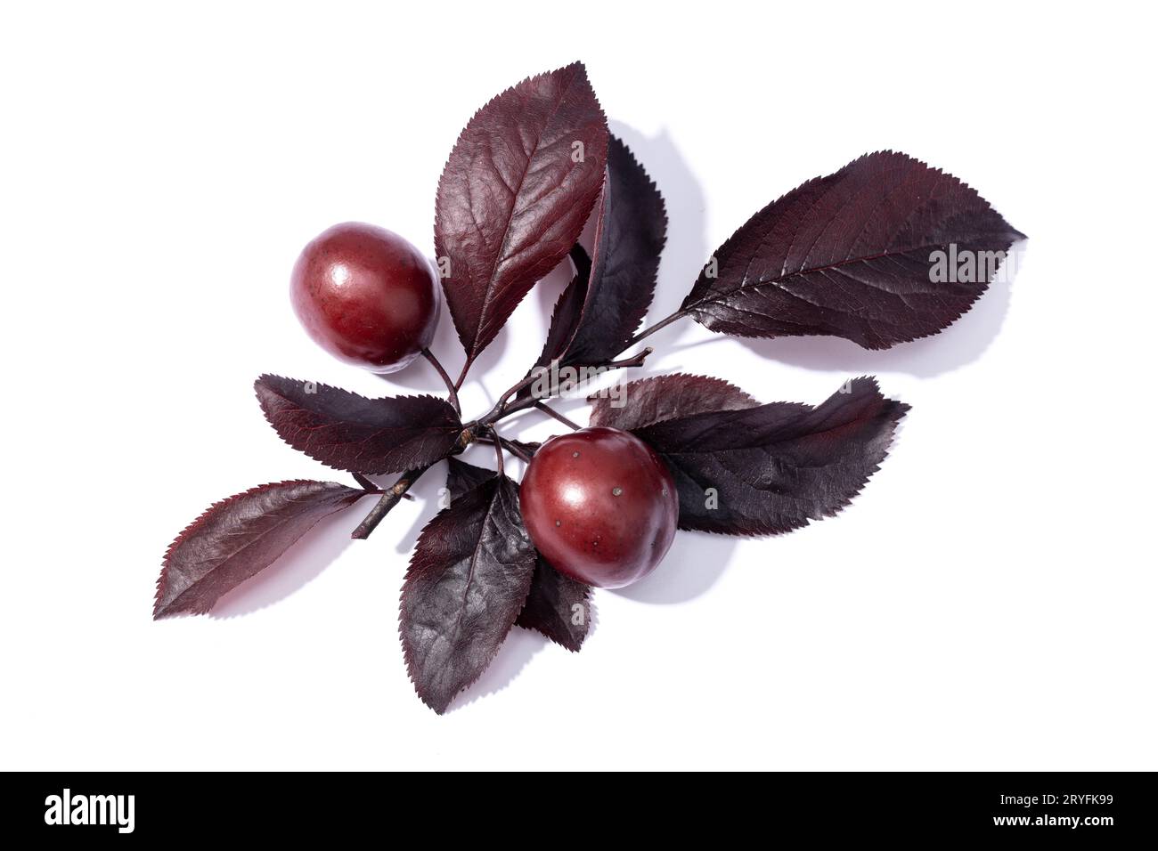 Kirschpflaume oder Myrobalan Pflaumenzweig mit Früchten und Blättern isoliert auf weißem Hintergrund. Prunus cerasifera Stockfoto