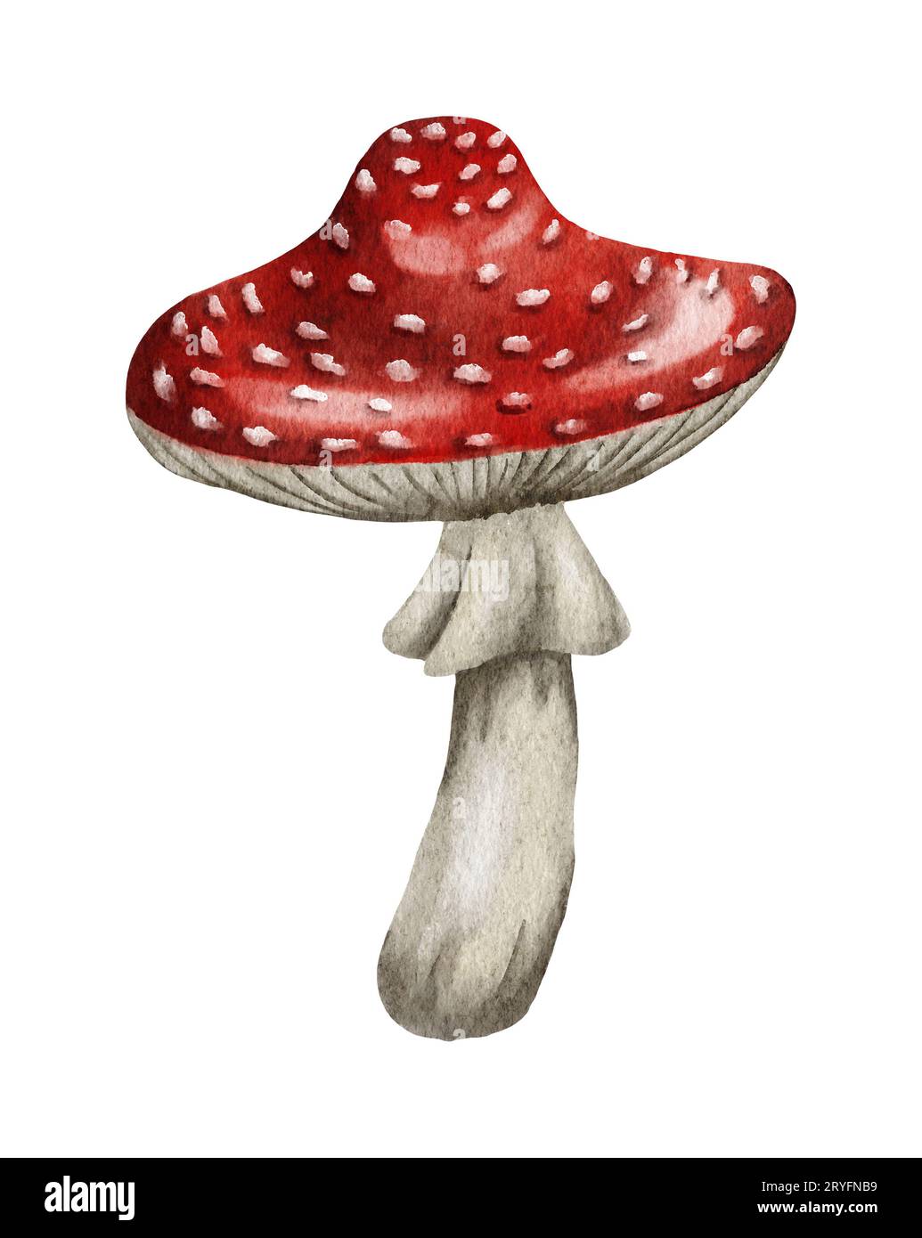 Aquarell gefährliche giftige Pilze rote Amanita muscaria Wildpilze aus Herbstherbstwald Natursaison Stockfoto