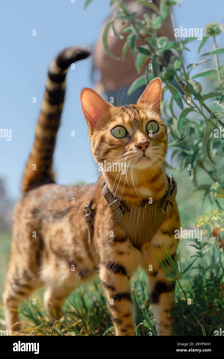 Hauskatze mit dem Besitzer spaziert in der Natur. Stockfoto