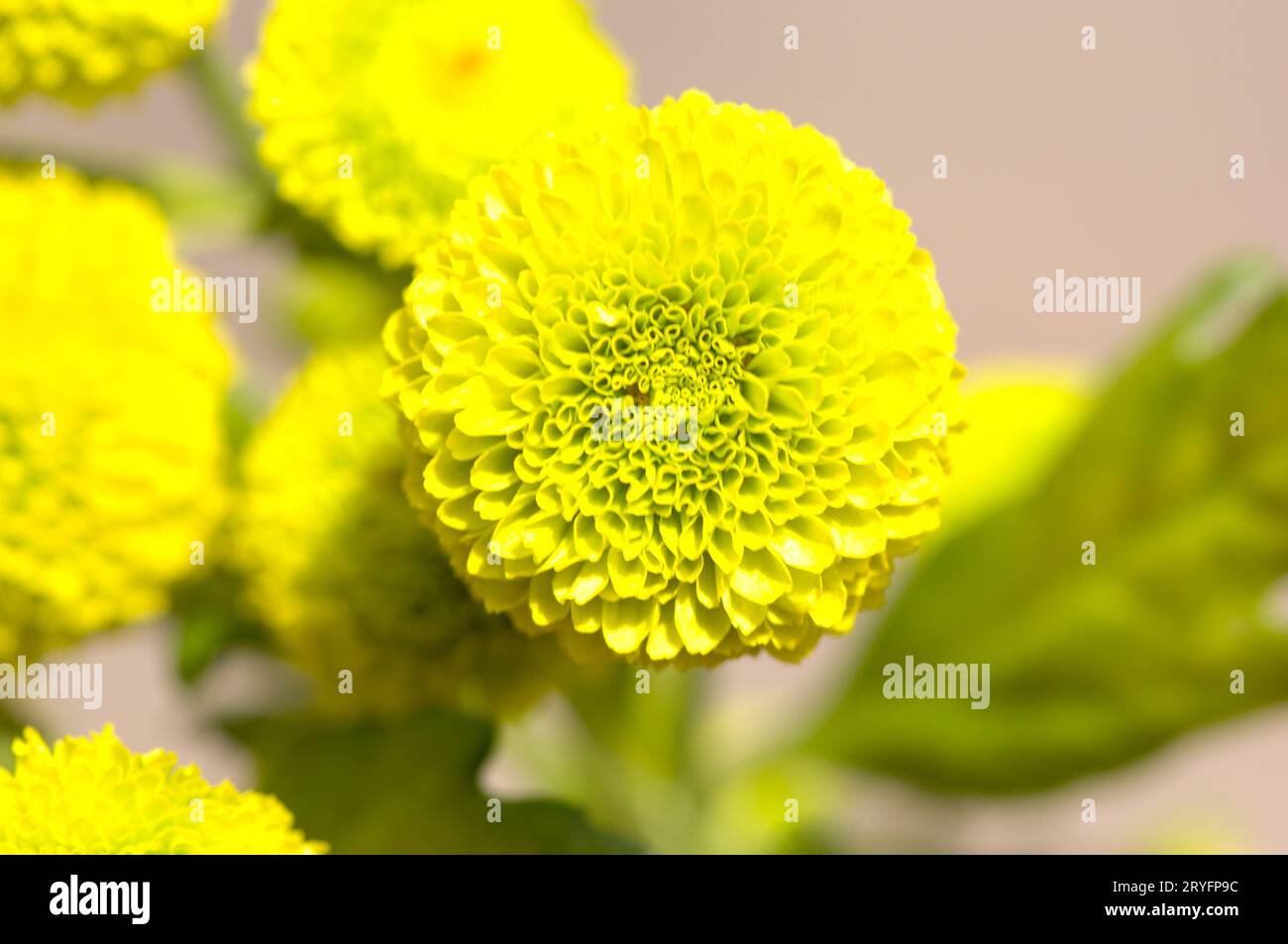 Selektive Fokusaufnahme der gelben Chrysantheme Stockfoto