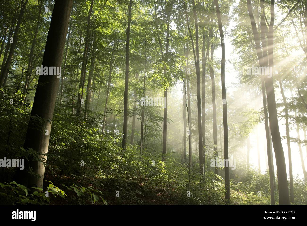 Nebliger Frühlingswald Stockfoto