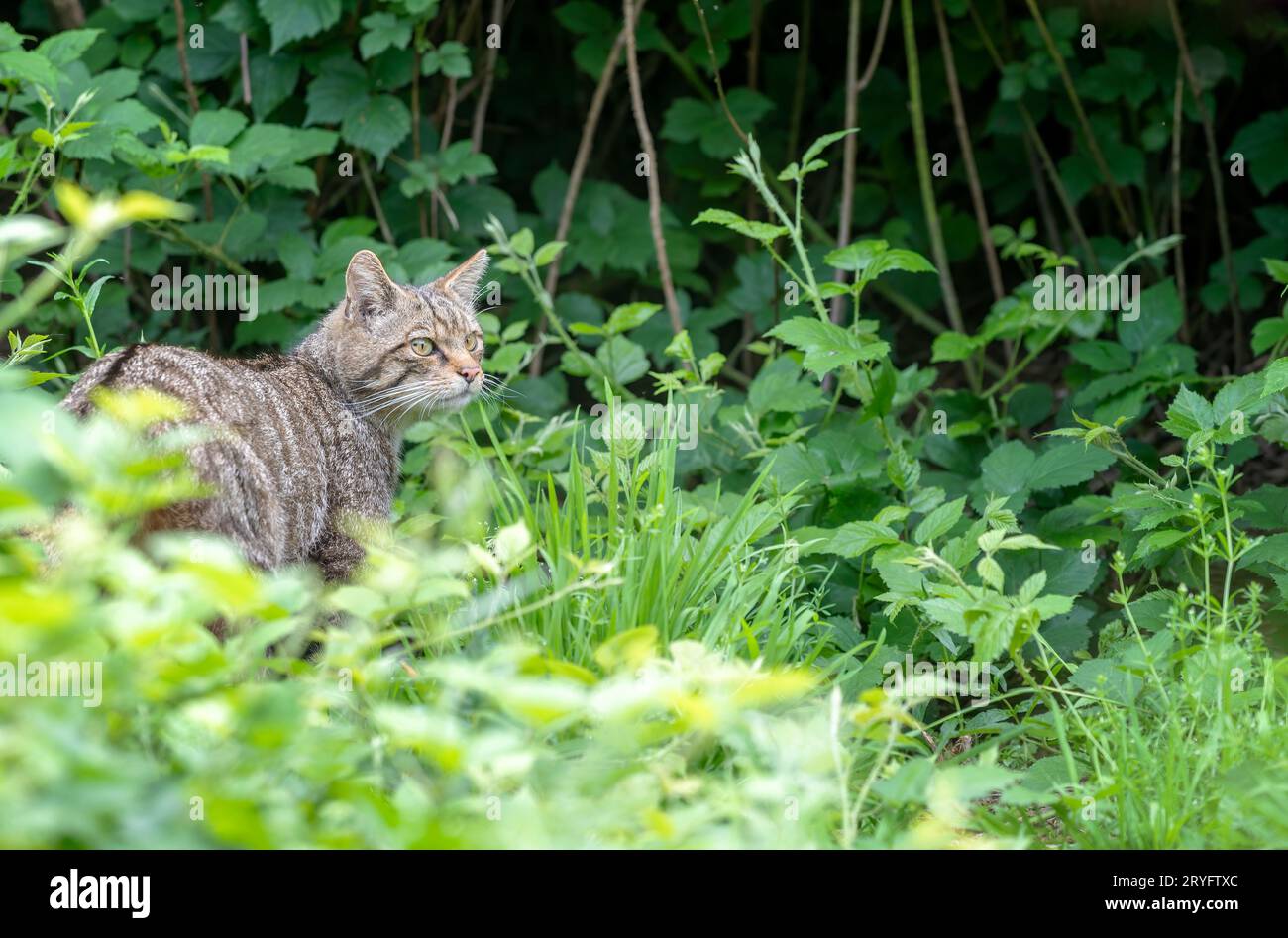 Schottische Wildkatze, Felis silvestris grampia Stockfoto