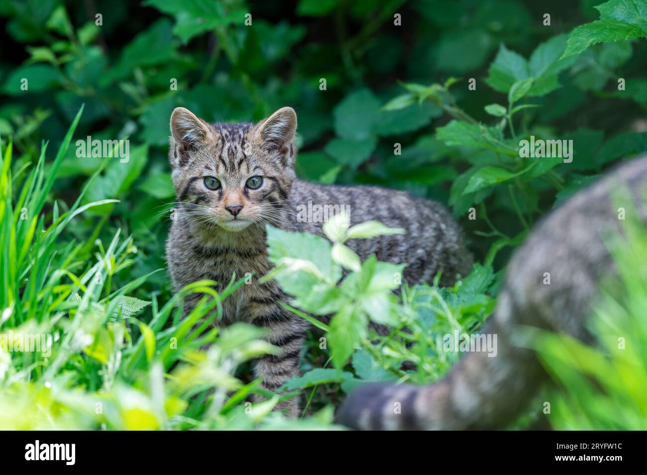 Schottische Wildkatze, Felis silvestris grampia Stockfoto