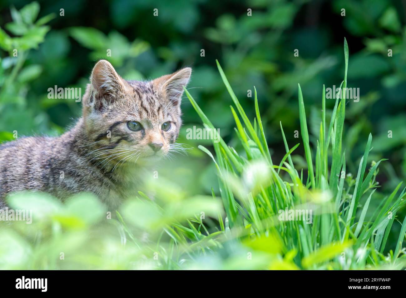 Schottische Wildkatze, Felis silvestris grampia Stockfoto