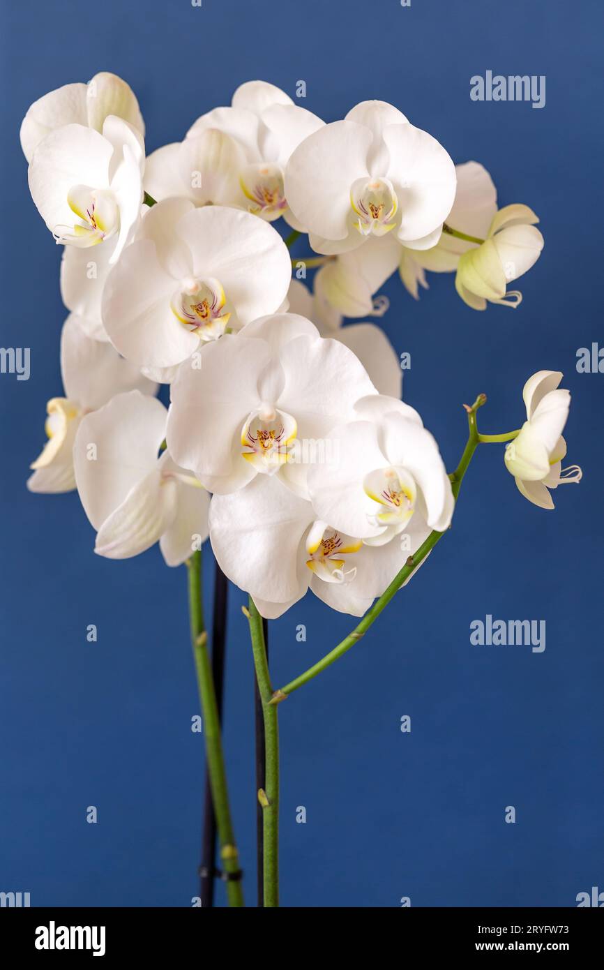Blühende weiße phalaenopsis Orchidee vor blauem Hintergrund, vertikales Format Stockfoto