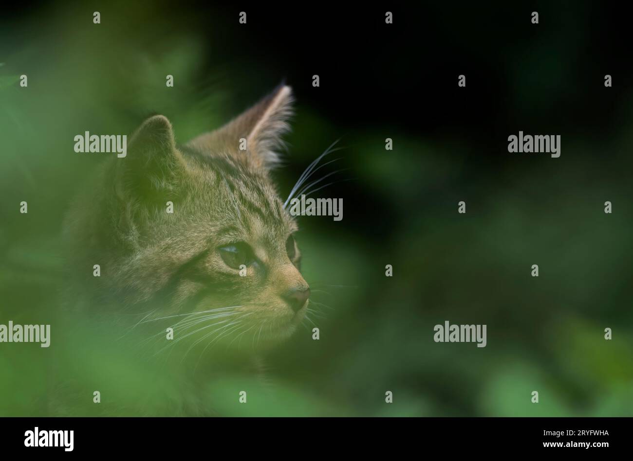 Schottische Wildkatze, Felis silvestris grampia Stockfoto