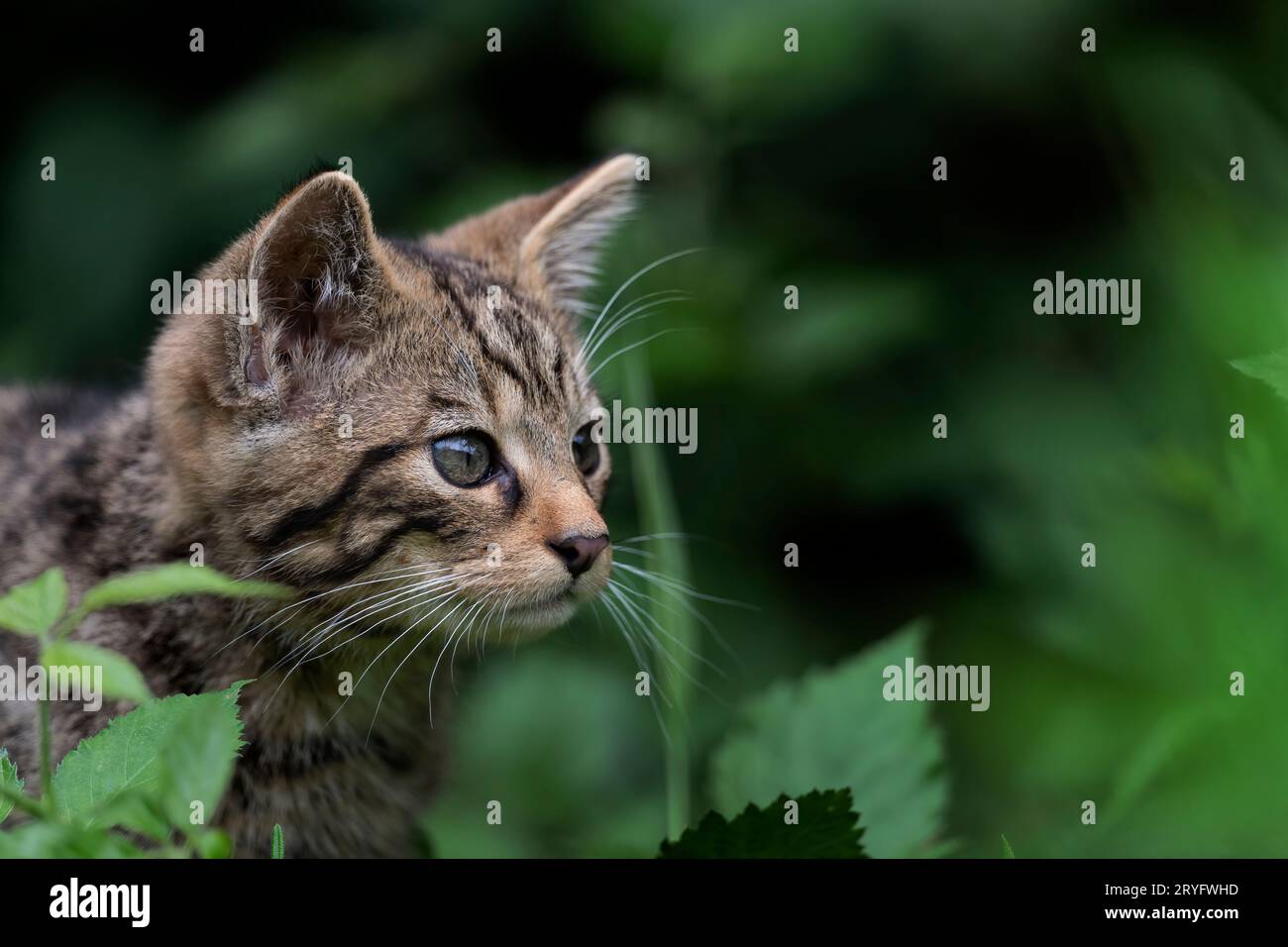 Schottische Wildkatze, Felis silvestris grampia Stockfoto