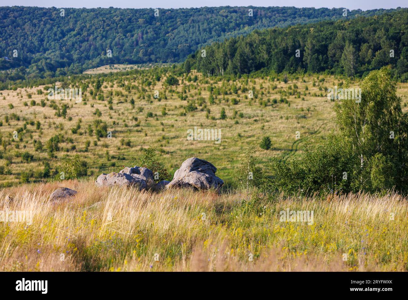 Quarzit-Sandsteinfelsen auf dem Hügel hören Bicrch-Bäume, umgeben von hohem, trockenem Gras mit fernen grünen Wäldern in verschwommenem Hintergrund Stockfoto