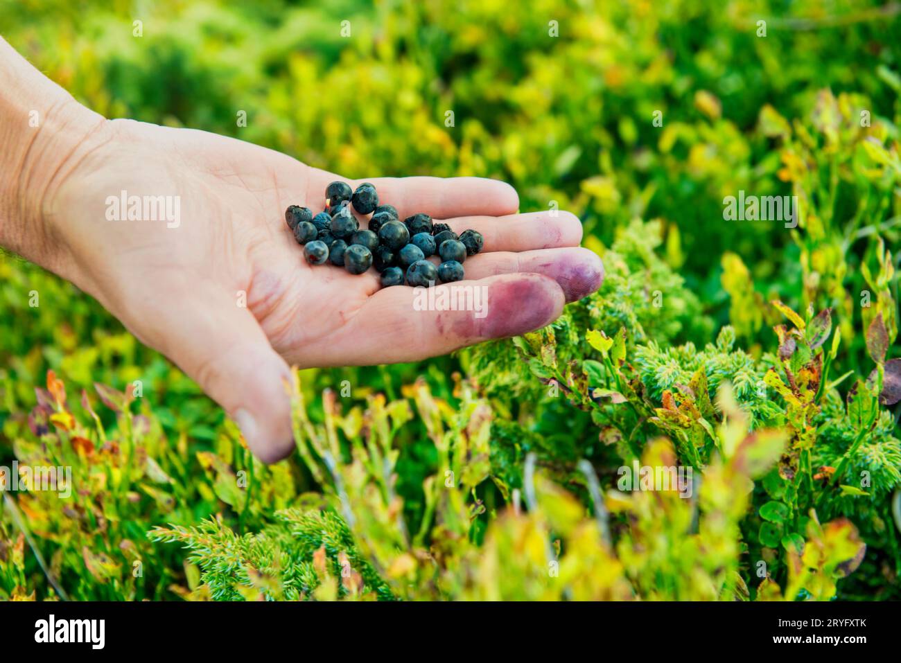 Hand voll mit wilden Heidelbeeren Stockfoto