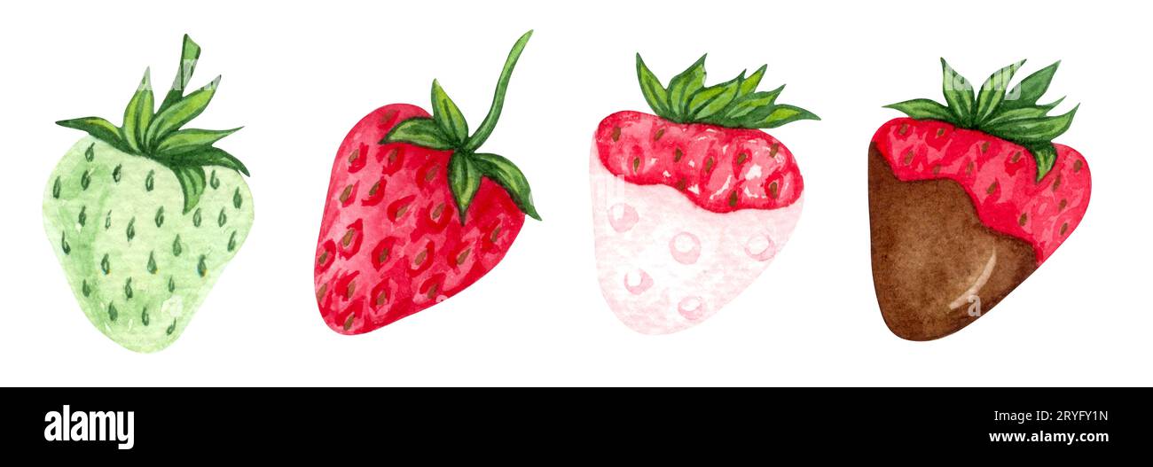 Erdbeeren in Aquarellfarben. Handbemalte Cliparts. Isoliert Stockfoto
