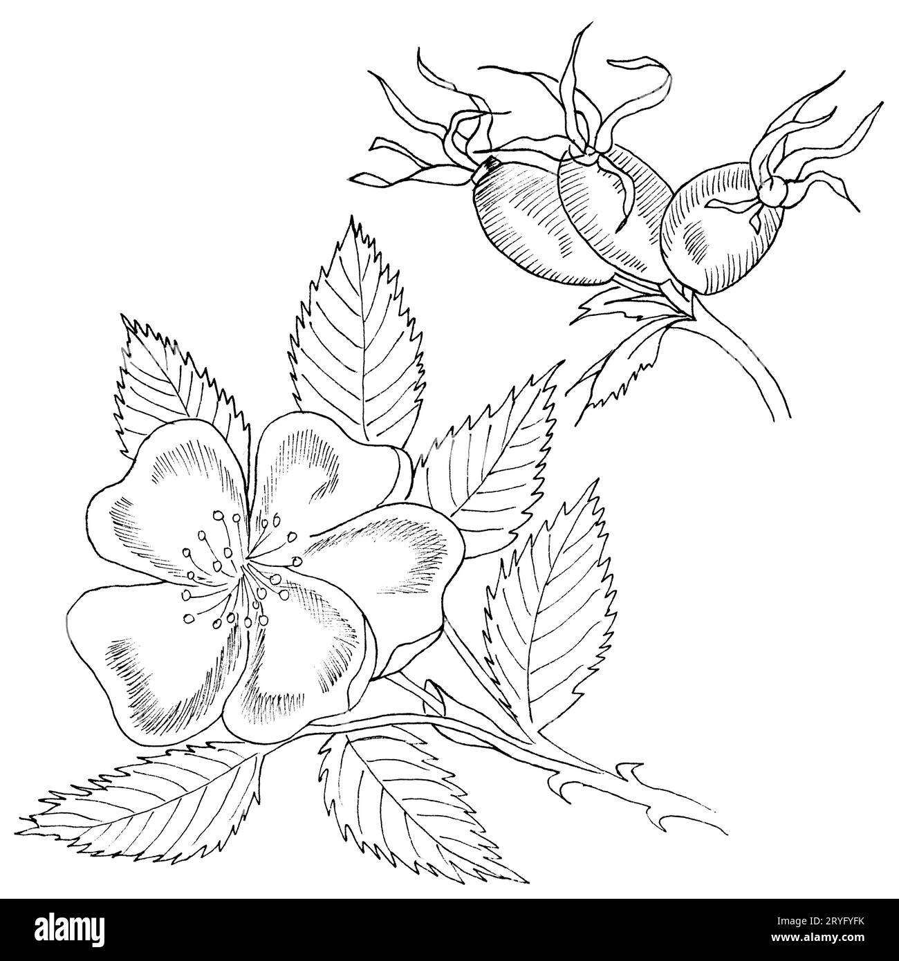 Grafische Zweig Og Eglantine Rose Blume mit Lastkellen auf weißem Hintergrund. Von Hand gezeichnete Schwarz-Weiß-Abbildung mit Umrissfarbe. Stockfoto