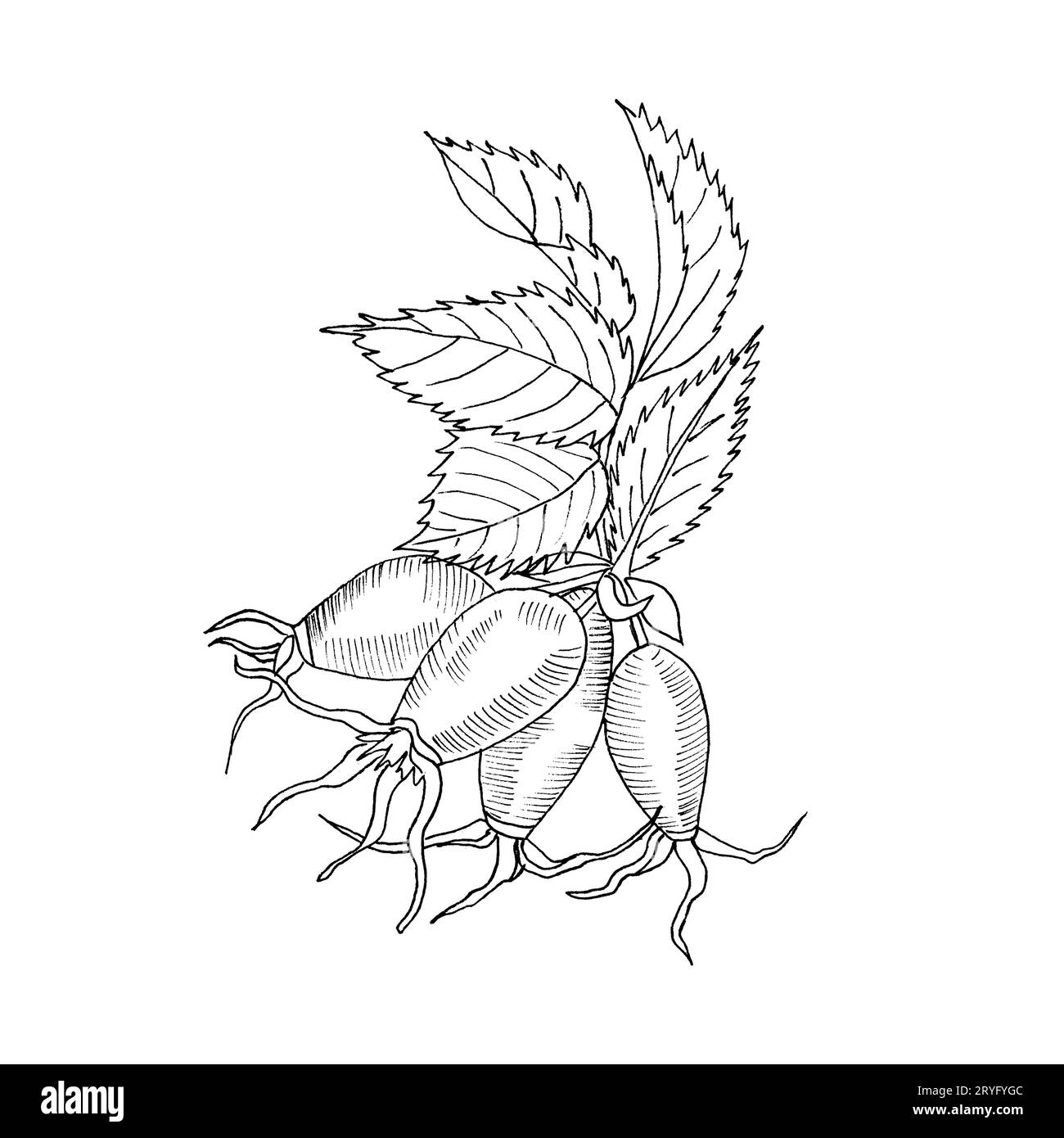Grafische Zweig Og Eglantine Rose Blume mit Lastkellen auf weißem Hintergrund. Von Hand gezeichnete Schwarz-Weiß-Abbildung mit Umrissfarbe. Stockfoto
