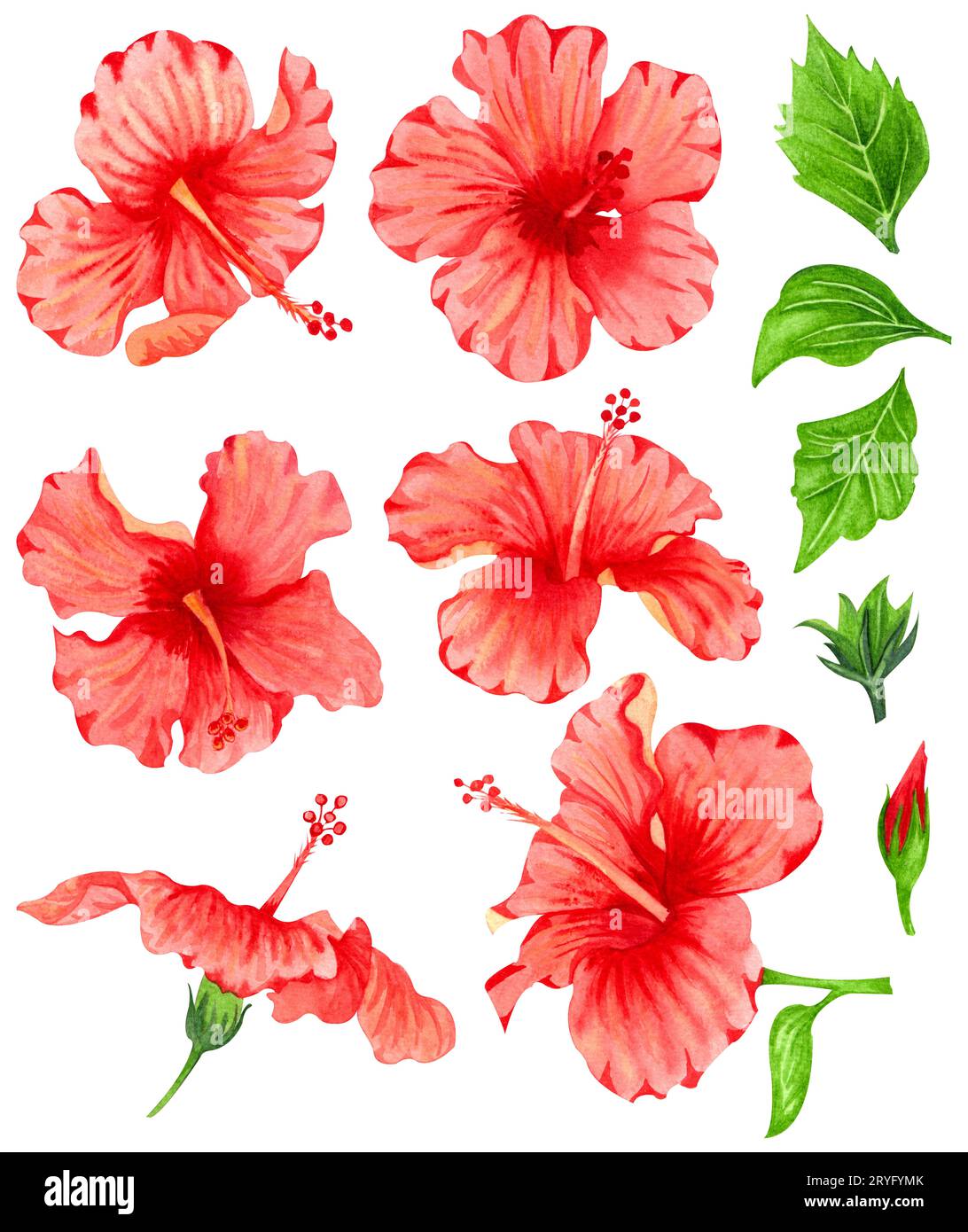 Rotes Hibiskus-Set in Aquarellfarben, tropische Blumen. Handgezeichnete große sonnige Blumen und grüne Blätter Stockfoto