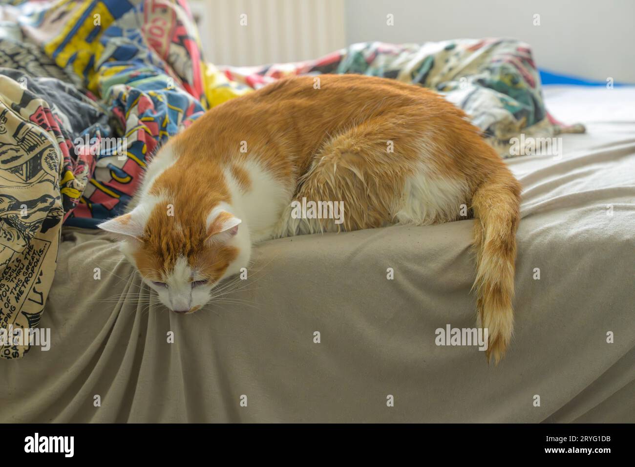 Du denkst, die Katze schläft, aber sie starb nachts Stockfoto