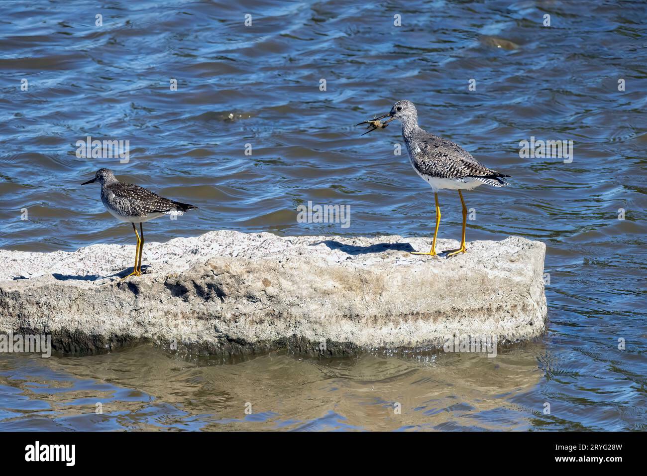 Watvögel oder Ufervögel, die an der Küste und im flachen Wasser des Lake Michigan nach Nahrung suchen Stockfoto