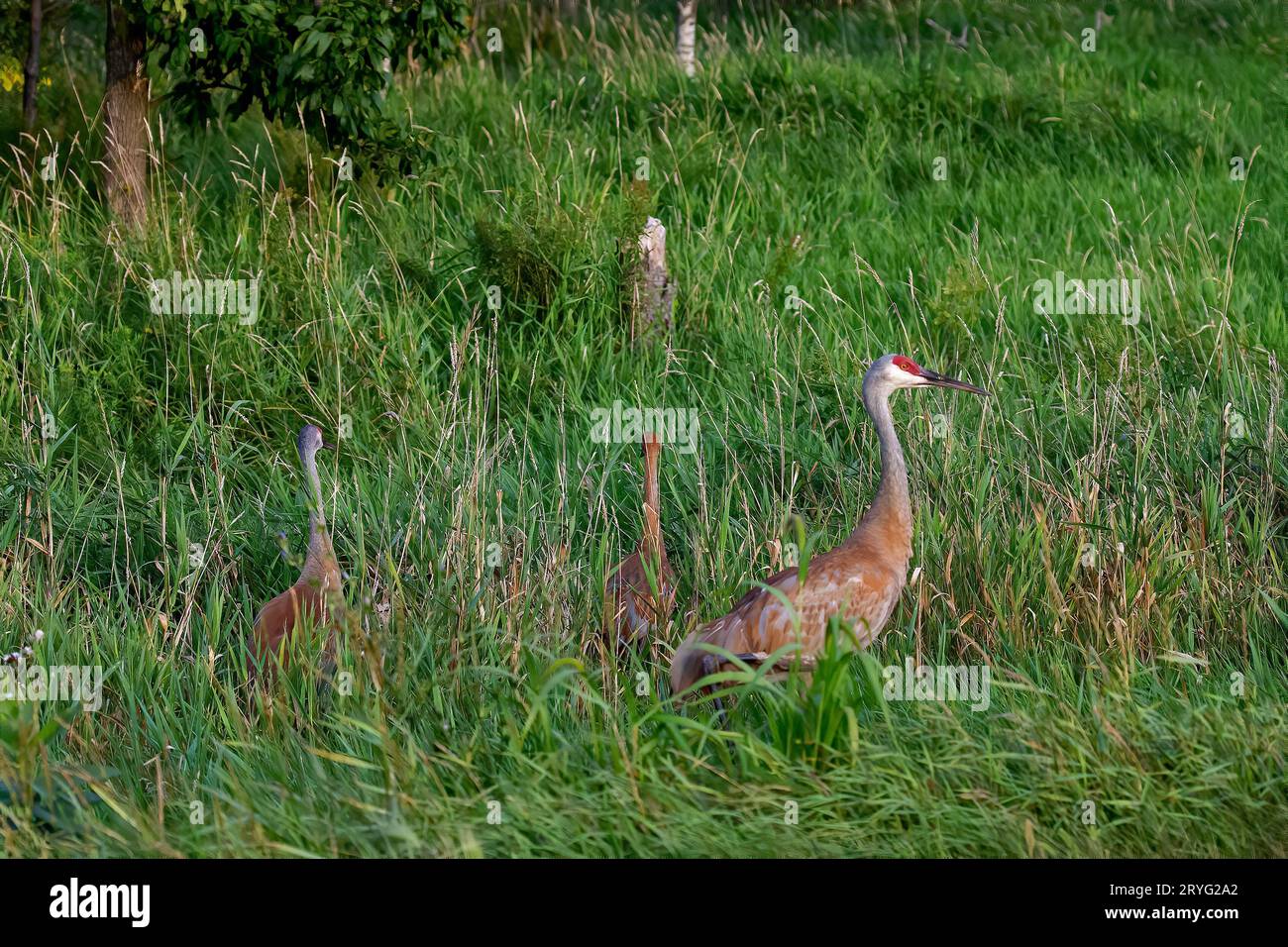 Der Sandhügelkran (Antigone canadensis) Stockfoto