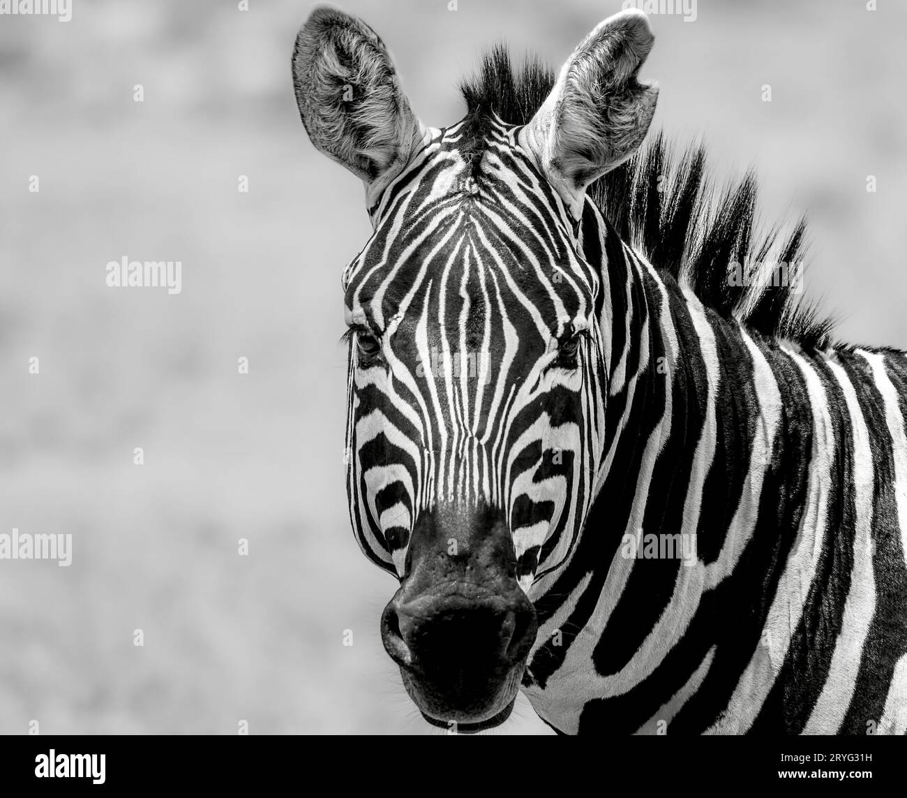 Nahaufnahme eines Zebras in Kenia mit auffälligen schwarz-weißen Streifen und feinen Gesichtsdetails. Ein mächtiges Symbol des afrikanischen Savans Stockfoto