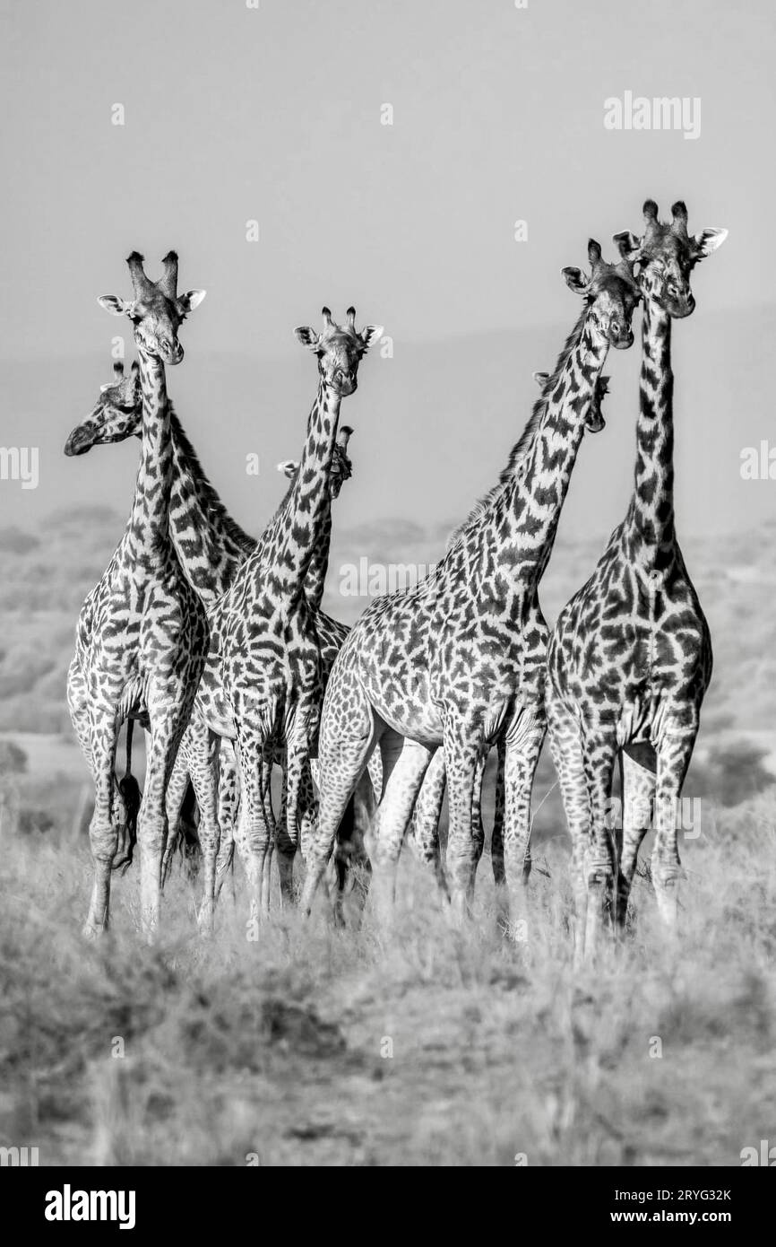 Schwarz-weiß vier Giraffen in der Savanne Kenias, die ihre anmutige Silhouette und einzigartige Muster in einem zeitlosen monochromen Rend hervorheben Stockfoto