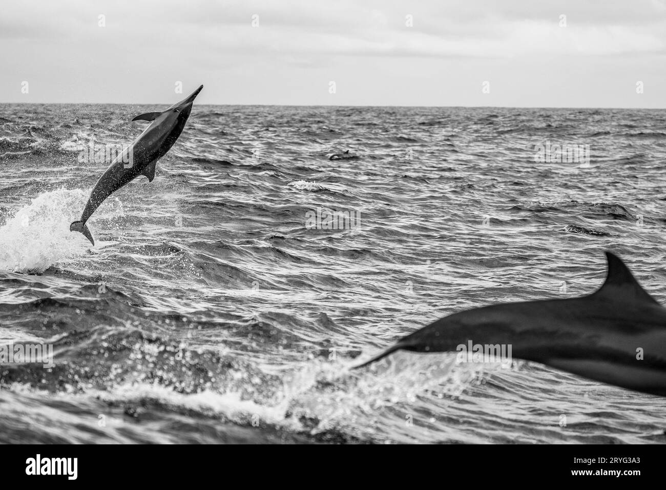 Stenella-Delfine der Mayotte-Lagune im Indischen Ozean Stockfoto