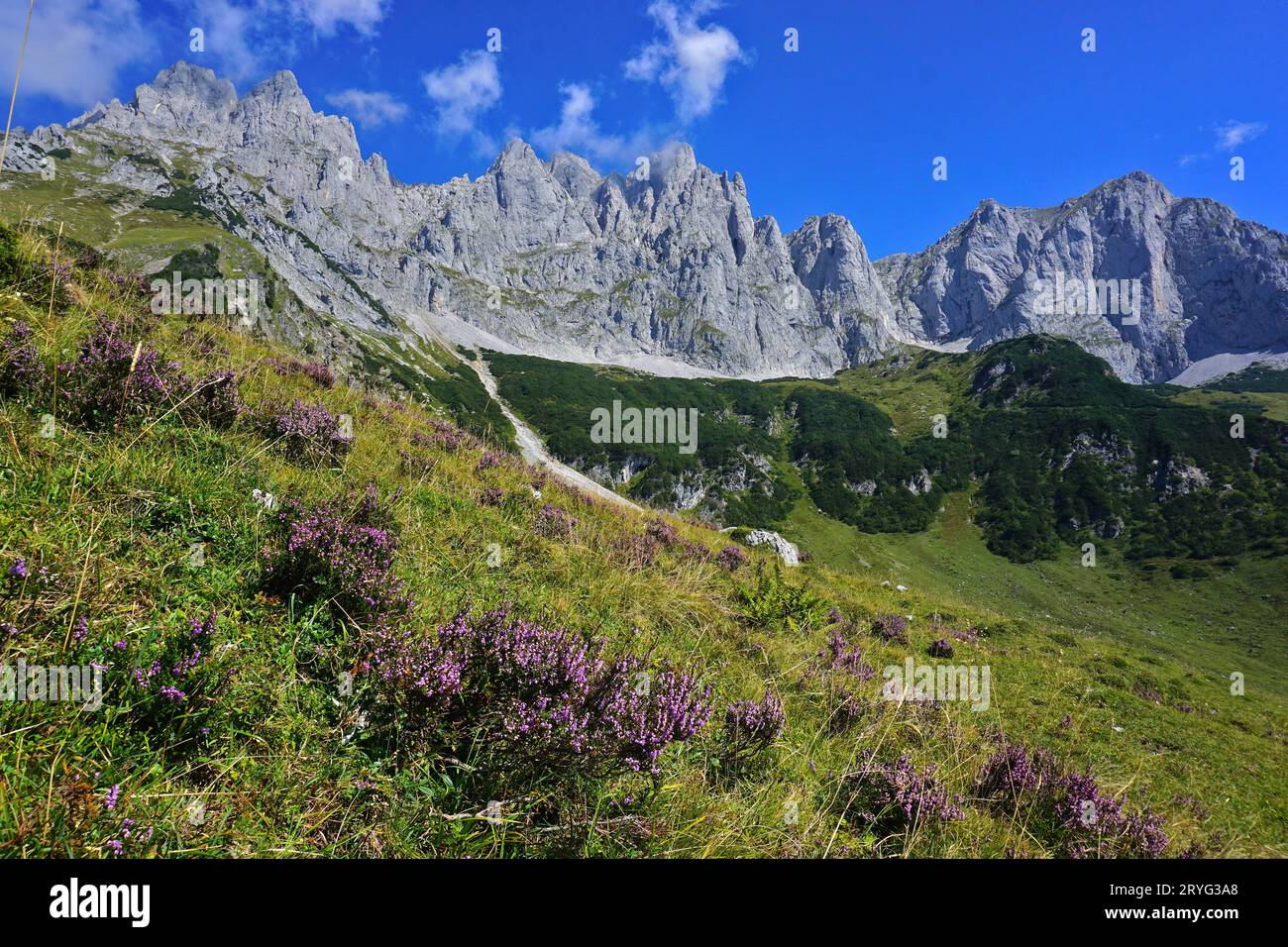 Wilder Kaiser; Kaisergebirge; Österreich; Tirol, Heidekraut, erica Stockfoto