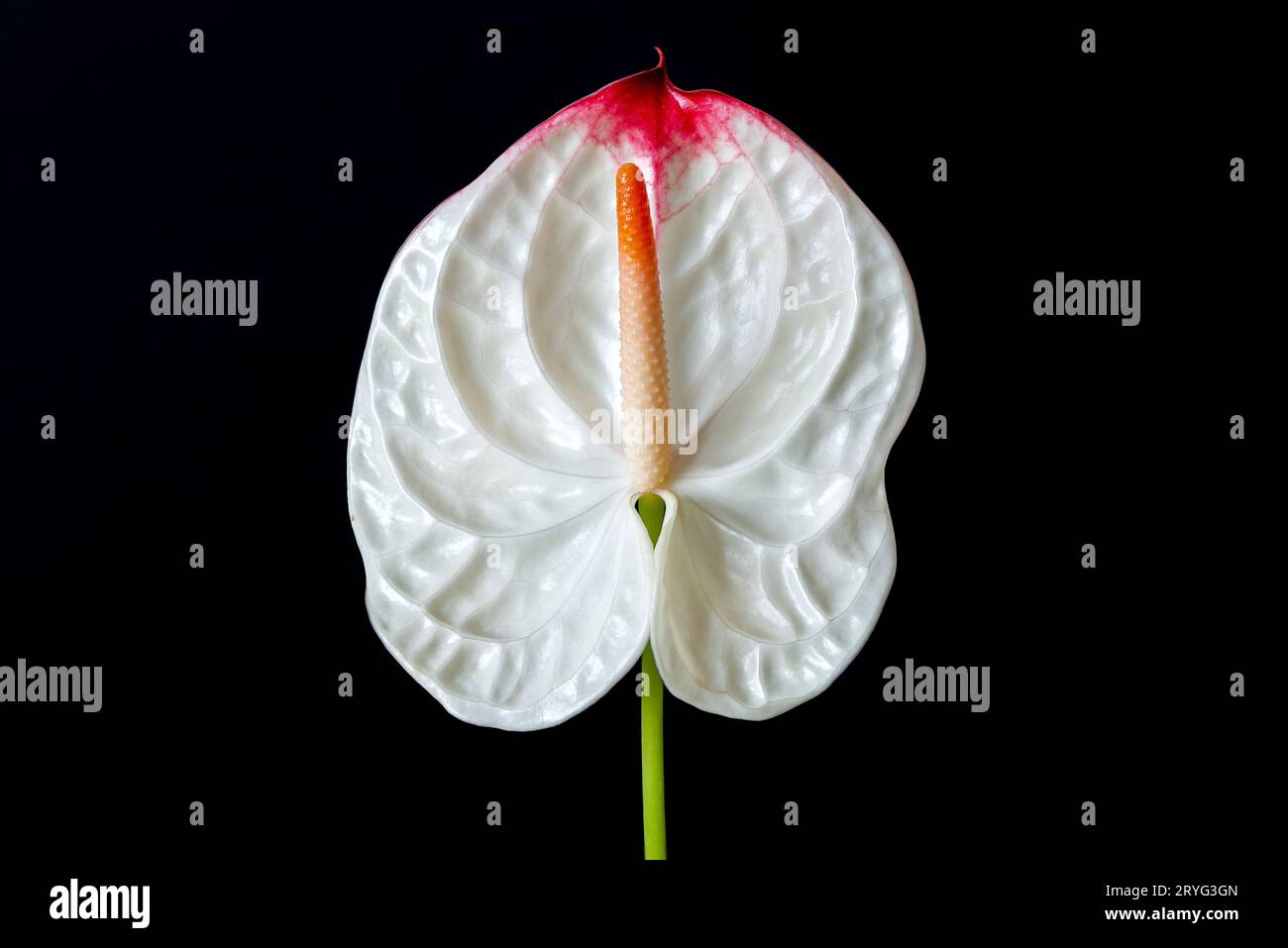 Anthurium-Einzelblume vor schwarzem Hintergrund, Gartenkonzept im Innenbereich Stockfoto