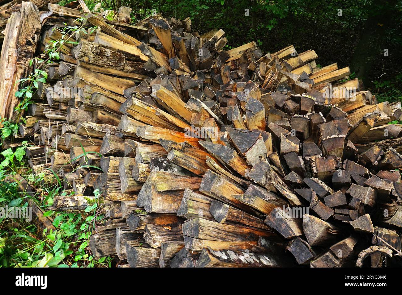 Gefallener Stapel Feuerholz auf einem Waldweg Stockfoto
