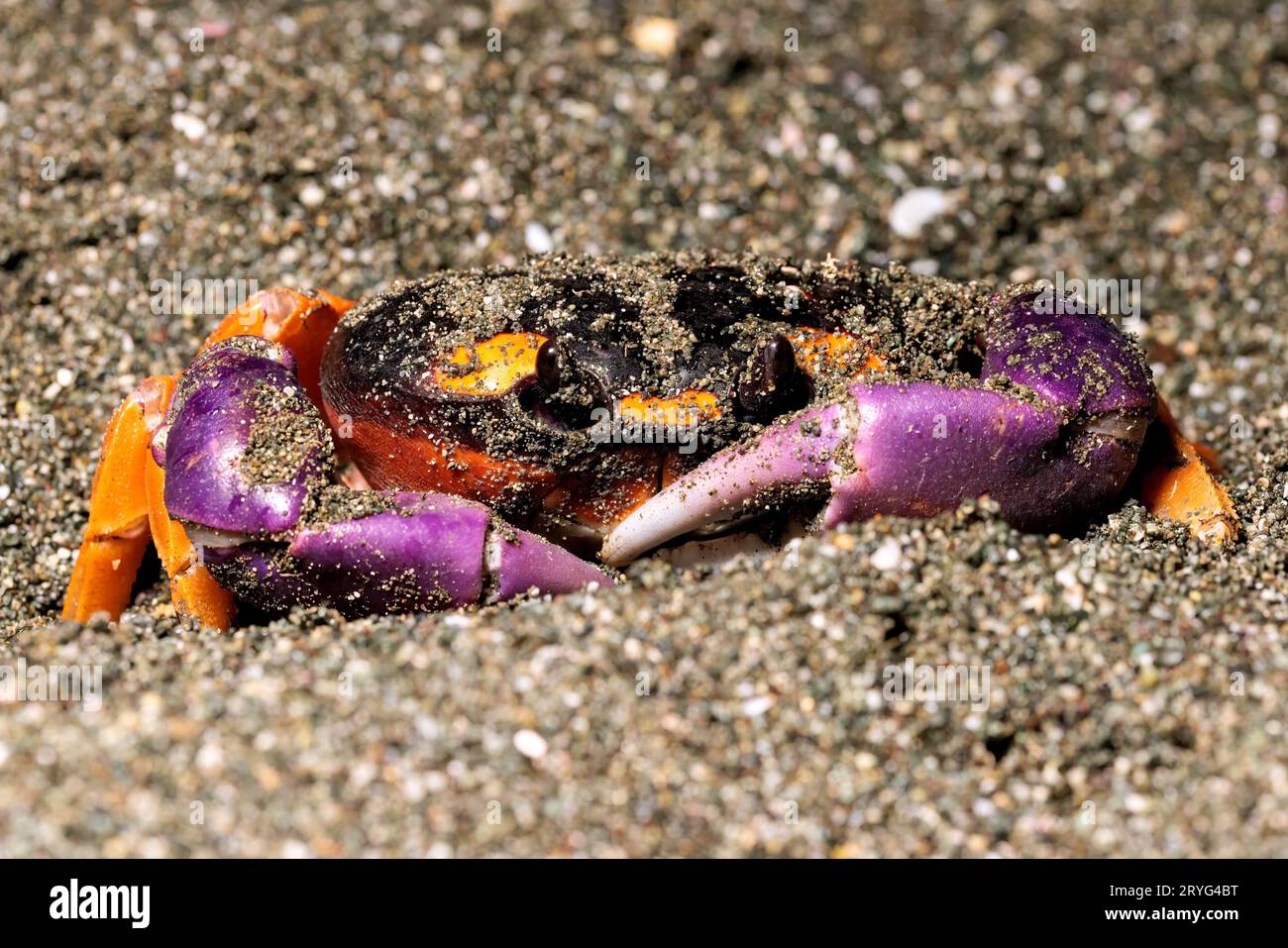 Halloween-Krabbe (Gecarcinus Quadratus) am Strand bei Nacht in der Nähe von Puerto Jimenez, Halbinsel Osa, Costa Rica Stockfoto