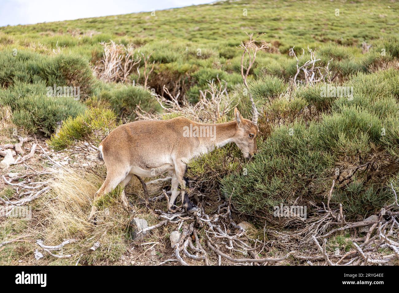 Der Iberische Steinbock (Capra pyrenaica), ein weibliches Tier, das zwischen Bergkiefern in den Bergen der Sierra de Gredos, Spanien, weidet Stockfoto