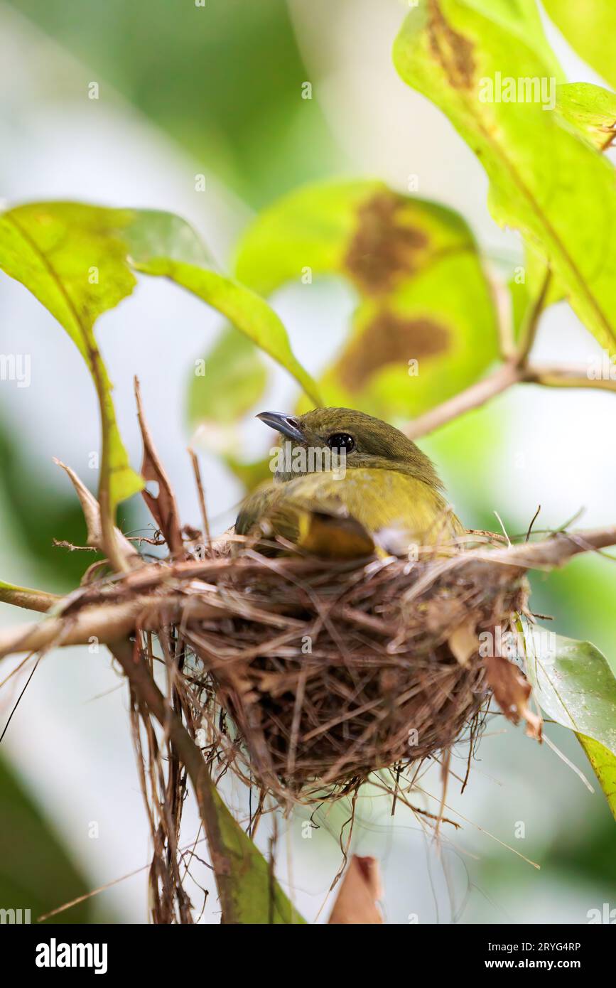 Grüner Babyvogel in seinem Nest in Las Horquetas, Sarapiqui, Costa Rica Stockfoto