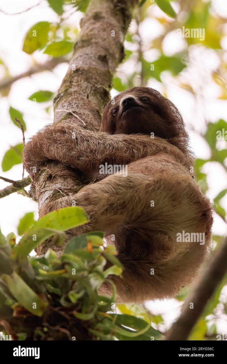 Junges dreizehiges Faultier, das einen Baum in Sarapiqui, Costa Rica, abstürzt Stockfoto
